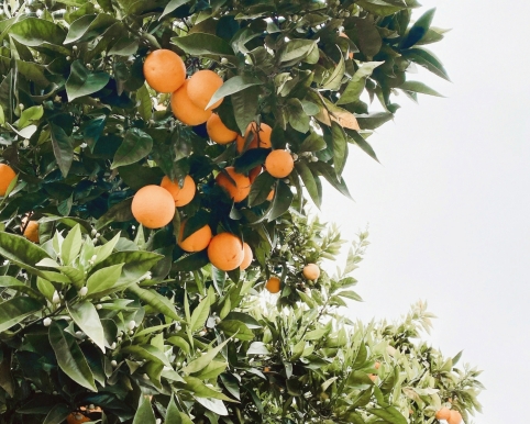 21641adb0392c50cb1ccc2b439f9c603066f7976