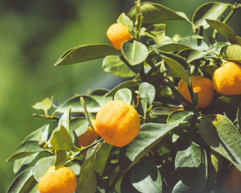 96428890a8d0c1b50b44a22a89b50c6ce5090538